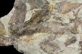 Fossil Fish (Gosiutichthys) Mortality Plate - Lake Gosiute #61569-3